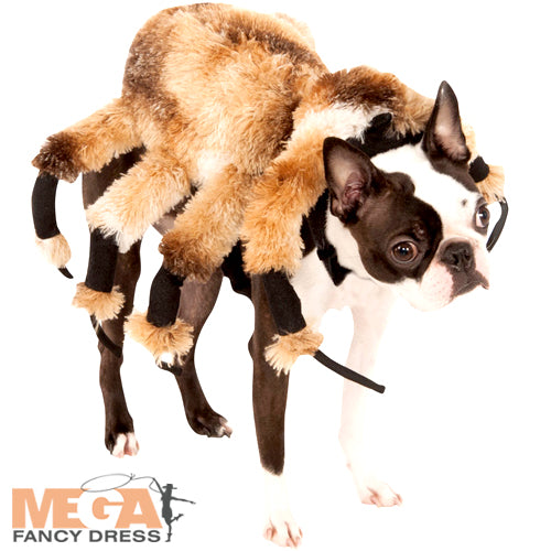 Tarantula dog outlet costume